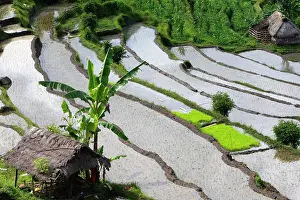 Paddies: Rice fields / paddies / terraces near Sidemen in Bali