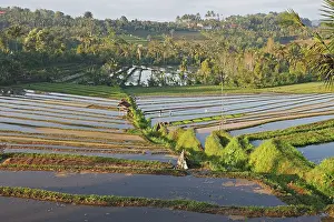 Paddies: Rice fields / paddies / terraces in Papuan in Bali