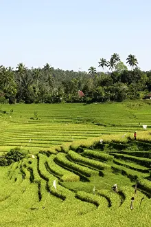 Paddies: Rice fields / paddies / terraces in Papuan in Bali