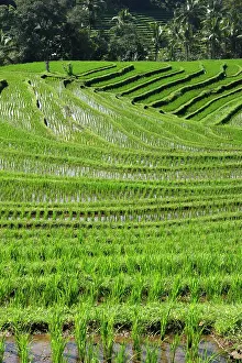 Paddies: Rice fields / paddies / terraces in Papuan in Bali