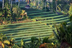 Paddies: Rice fields / paddies / terraces in Papuan in Bali