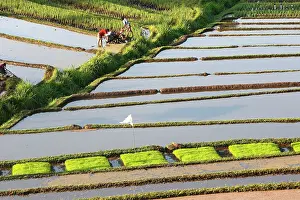 Paddies: Rice fields / paddies / terraces in Papuan in Bali