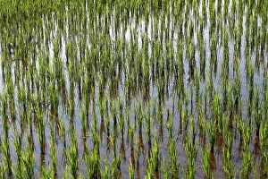 Paddies: Rice fields / paddies / terraces in Papuan in Bali