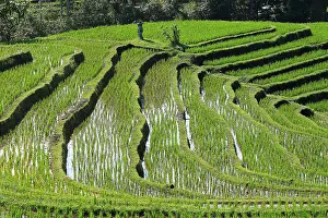 Paddies: Rice fields / paddies / terraces in Papuan in Bali