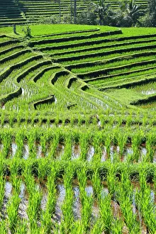 Paddies: Rice fields / paddies / terraces in Papuan in Bali