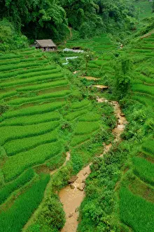 271221: Rice fields, Sa Pa, Vietnam, Asia