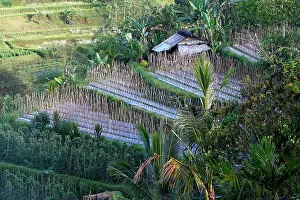 Paddies: Rice fields terraces and gardens near Jatiluwih