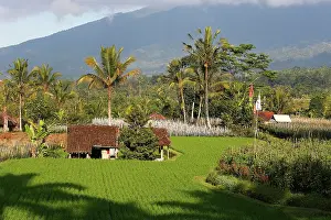 Paddies: Rice fields terraces and gardens near Jatiluwih