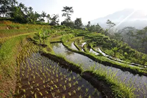 Paddies: Rice fields terraces near Sidemen in Bali