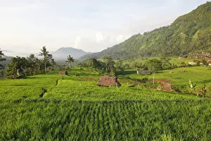 Paddies: Rice fields terraces near Sidemen in Bali