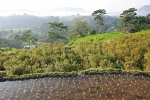 Paddies: Rice fields & terraces near Sidemen in Bali