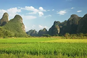 Paddy: Rice fld near Gulin, China