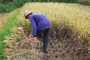 Paddies: Rice harvest in Bali - Old farmer in the rice fields