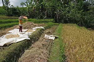 Paddies: Rice harvest - farmer separating the rice grain