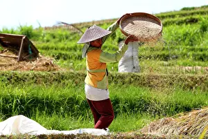 Paddies: Rice harvest - farmer separating the rice grain