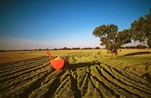 Paddies: Rice harvesting Deniliquin
