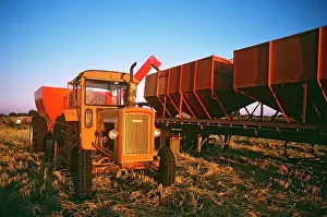 Paddies: Rice harvesting Deniliquin