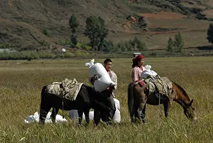 Produces: Rice harvesting and loading bags in Yunnan China