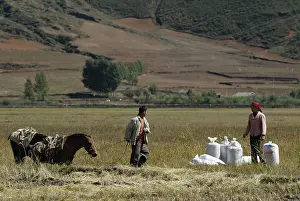 Produces: Rice harvesting and loading bags in Yunnan China