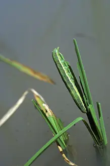 Army: Rice or lawn armyworm