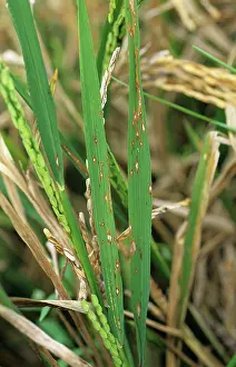 Ripening: Rice leaf blast