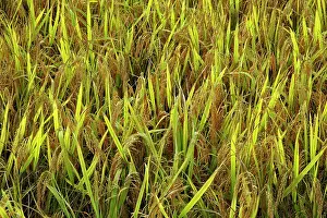 Paddy: Rice, near Hongcun, China