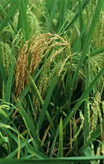 Blast: Rice neck & ear blast