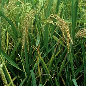 Blast: Rice neck & ear blast (Pyricularia grisea)
