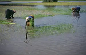 Paddies: Rice