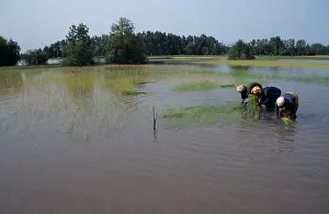 Paddies: Rice