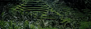 Photographic: Rice