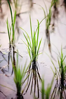 Laos: Rice