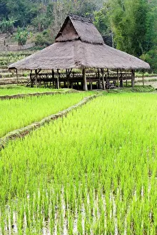 Laos: Rice