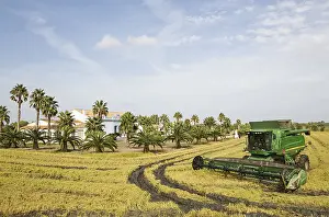 Ebro: Rice (Oryza sativa) harvest at the Tramontano farm