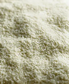 Arum: Rice, Oryza sativa, A mass of dry uncooked jasmine