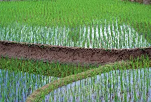 Paddies: Rice - Oryza sativa rice field