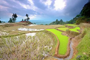 Paddies: Rice paddies in highland of Tana Toradja in evening light