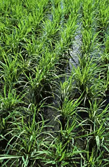 Paddy: Rice paddy