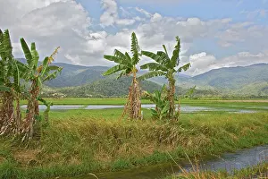 Connie: Rice paddy, Morowali Nature Reserve, Soyojaya