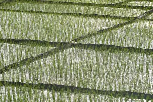 Irrigation: Rice Paddy - This is replanted rice