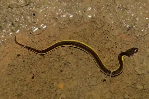 Plumbea: Rice Paddy Snake