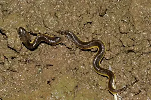 Plumbea: Rice Paddy Snake