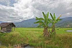 Connie: Rice paddy and wood shed, Morowali Nature