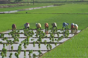 Irrigation: RICE Paddy - Workers in rice paddy