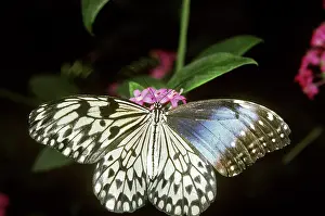 Leuconoe: Rice Paper Butterfly with New Wing