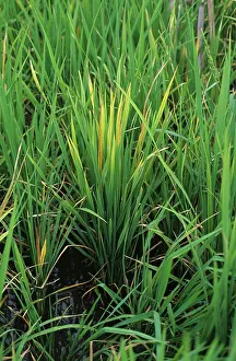Paddy: Rice plant infected by tungro virus