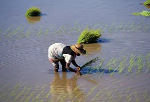 Paddies: Rice Planting