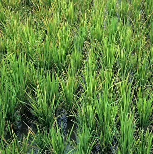 Leafhopper: Rice plants infected by tungro virus