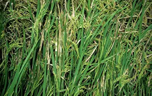 Blight: Rice sheath blight