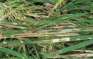Blight: Rice sheath blight (Thanatephorus cucumeris)
